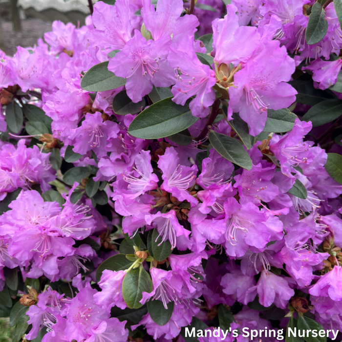 'PJM Elite' Rhododendron | Rhododendron