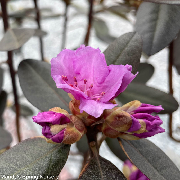 'PJM Elite' Rhododendron | Rhododendron