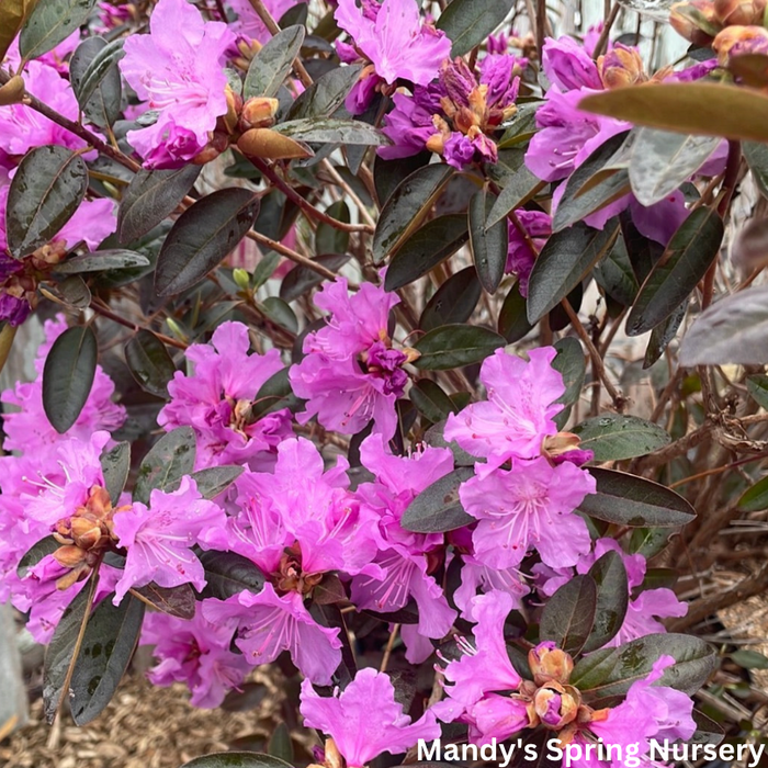 'PJM Elite' Rhododendron | Rhododendron