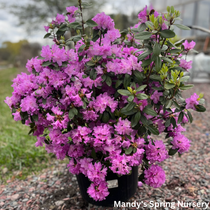 'PJM Elite' Rhododendron | Rhododendron