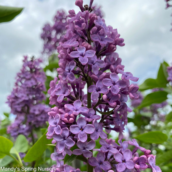 Pocahontas Lilac Tree | Syringa x hyacinthiflora 'Pocahontas'