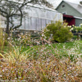 Prairie Dropseed Grass | sporobolus heterolepis