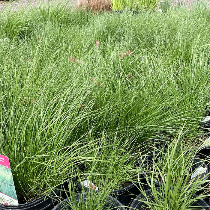 Prairie Dropseed Grass | sporobolus heterolepis