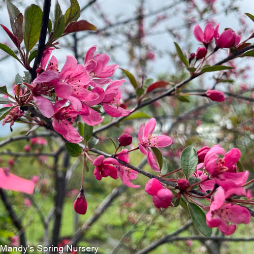 Prairiefire Crabapple | Malus 'Prairiefire'