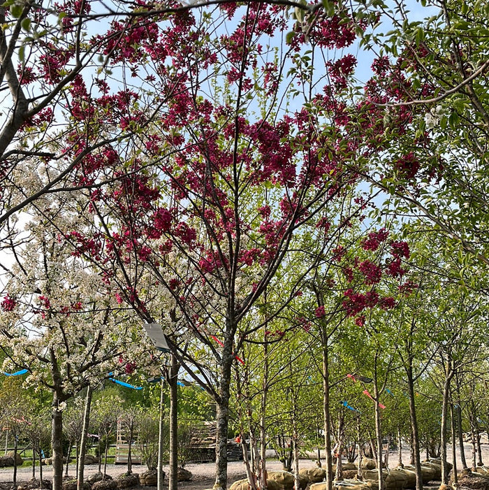Prairiefire Crabapple | Malus 'Prairiefire'
