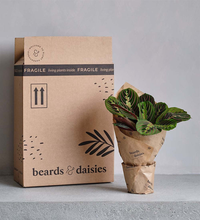 Prayer Plant & Pot
