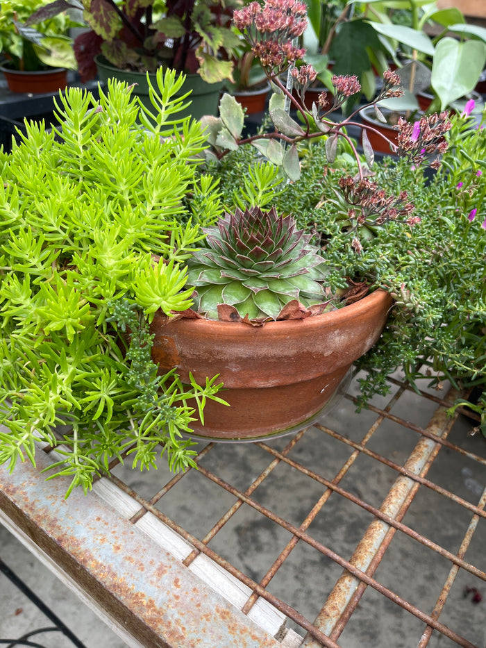 Pre-Made Succulent Garden
