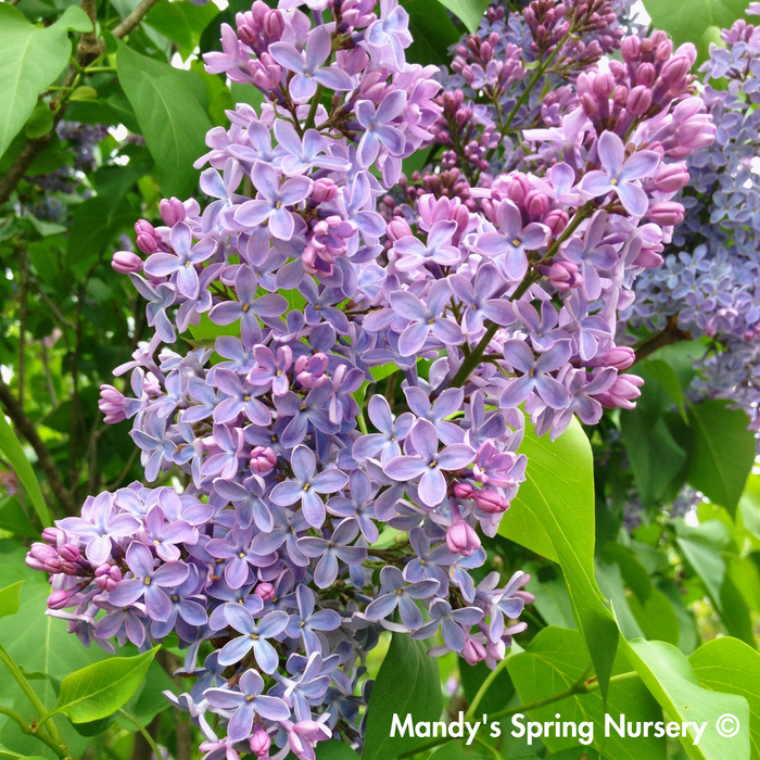 President Grevy Lilac | Syringa vulgaris