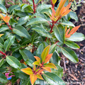 'Pristine' Mountain Laurel | Kalmia Latifolia