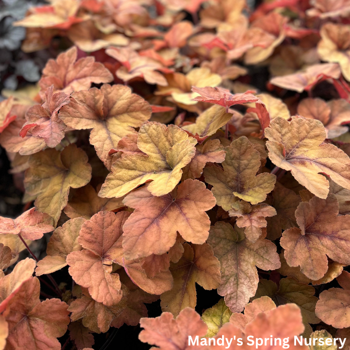 'Pumpkin Spice' Foamy Bells | Heucherella