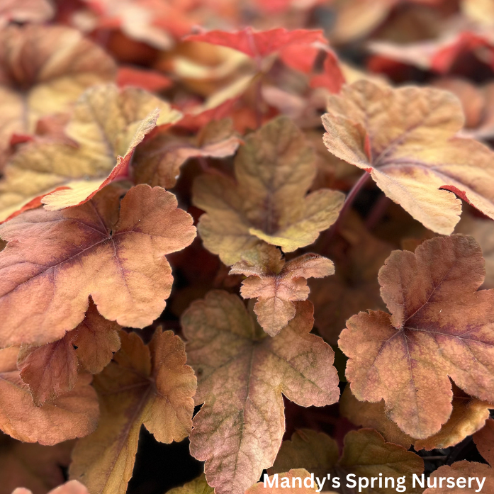 'Pumpkin Spice' Foamy Bells | Heucherella