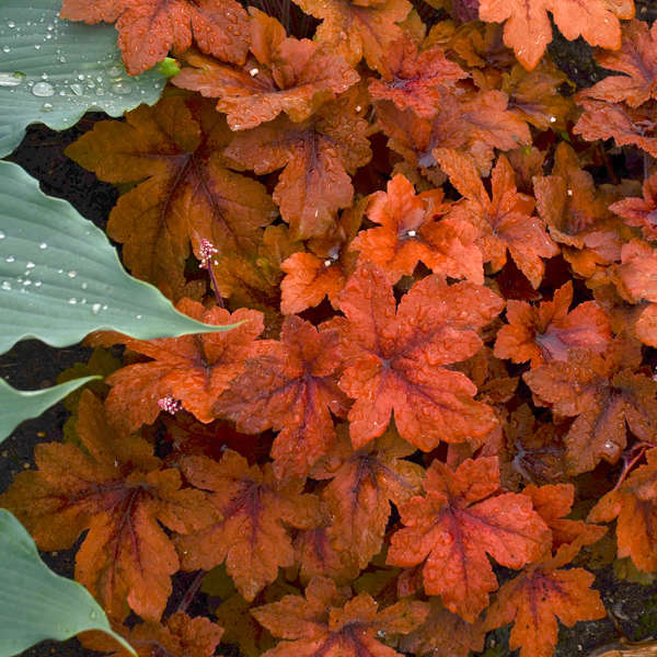 'Pumpkin Spice' Foamy Bells | Heucherella