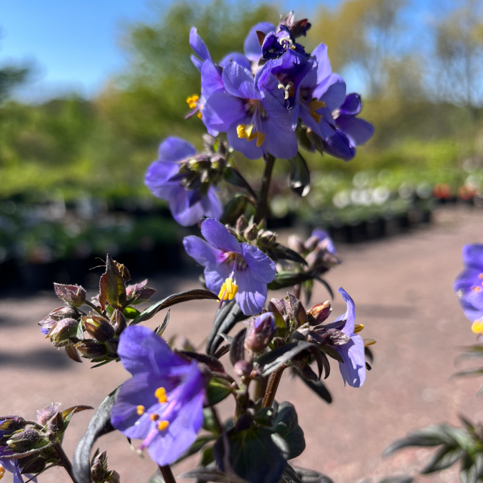 Purple Rain Jacob's Ladder | Polemonium yezoense