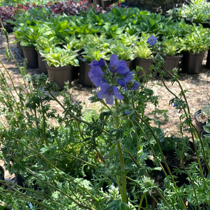 Purple Rain Jacob's Ladder | Polemonium yezoense