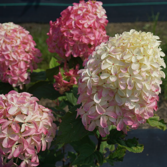 Quick Fire Fab Hydrangea | Hydrangea paniculata