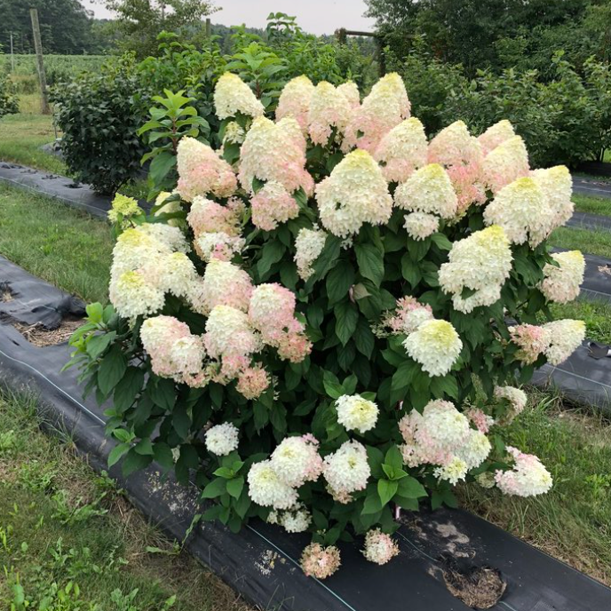 Quick Fire Fab Hydrangea | Hydrangea paniculata
