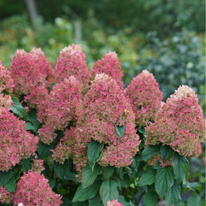Quick Fire Fab Hydrangea | Hydrangea paniculata