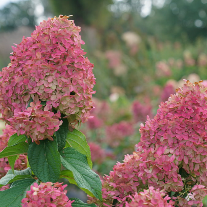 Quick Fire Fab Hydrangea | Hydrangea paniculata