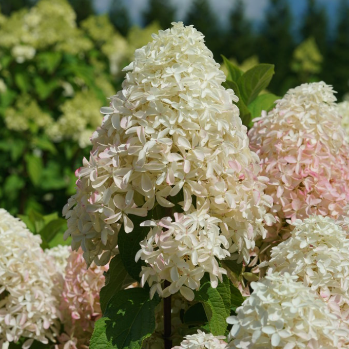 Quick Fire Fab Hydrangea | Hydrangea paniculata