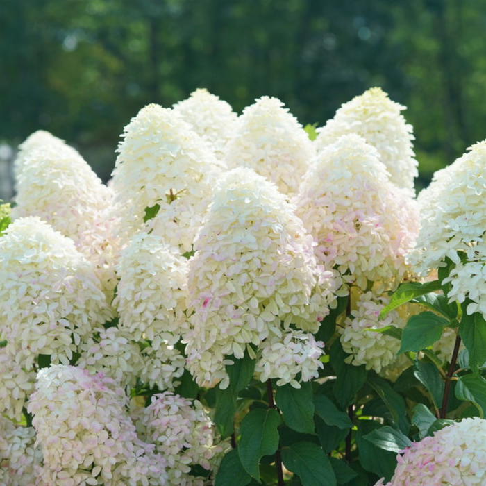 Quick Fire Fab Hydrangea | Hydrangea paniculata