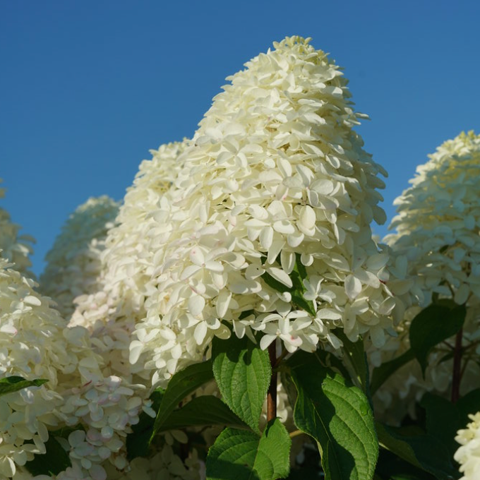 Quick Fire Fab Hydrangea | Hydrangea paniculata