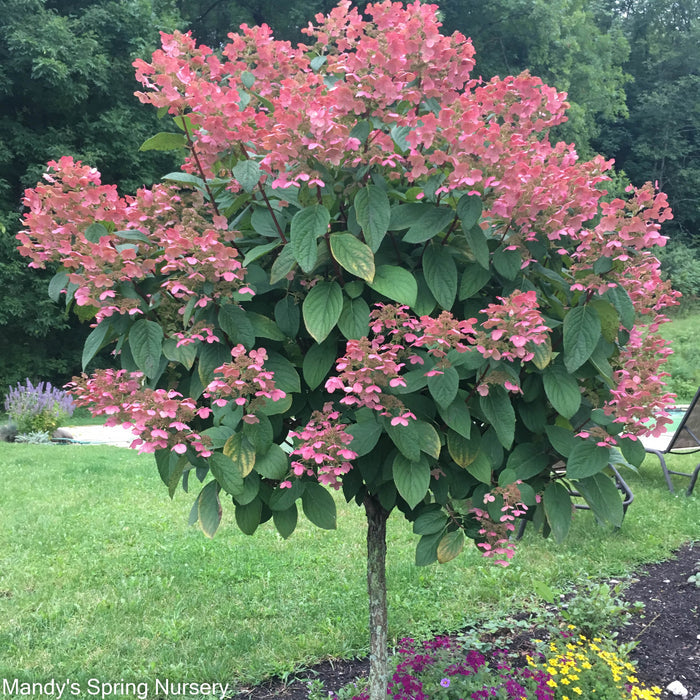 Quick Fire Hydrangea Tree | Hydrangea paniculata
