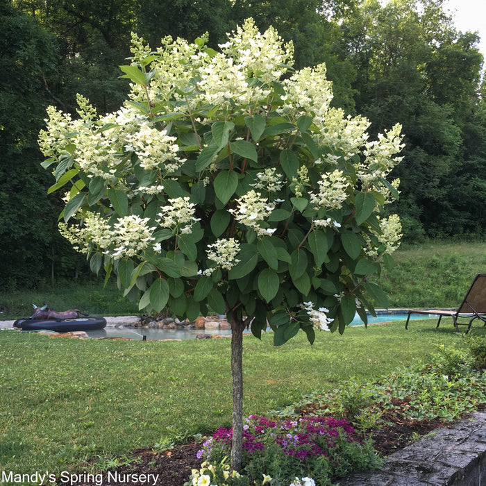 Quick Fire Hydrangea Tree | Hydrangea paniculata