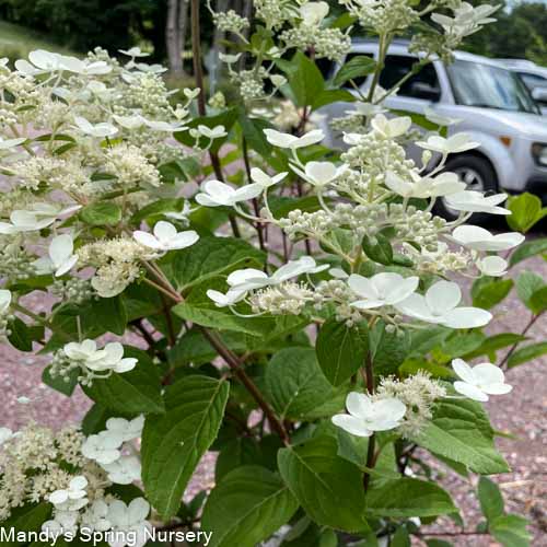 Quick Fire Hydrangea Tree | Hydrangea paniculata