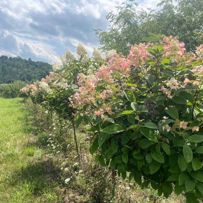 Quick Fire Hydrangea Tree | Hydrangea paniculata