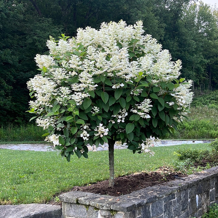 Quick Fire Hydrangea Tree | Hydrangea paniculata