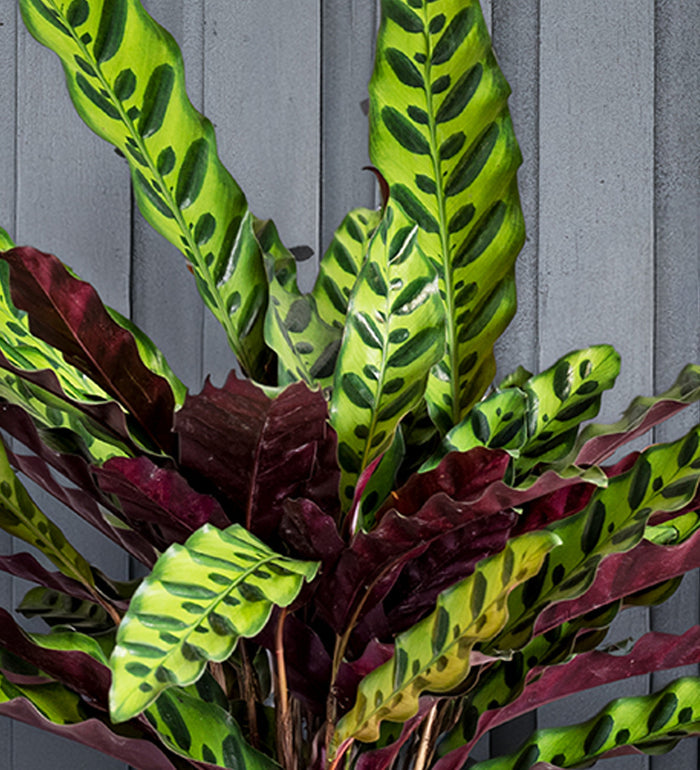 Rattlesnake Plant