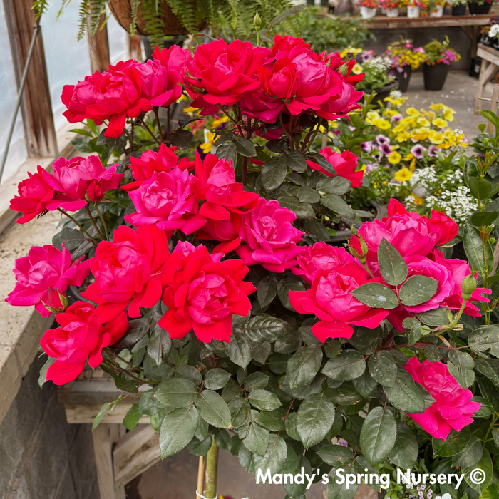 Red Double Knock Out Rose Tree-Form | Rosa