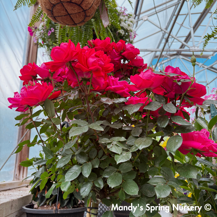 Red Double Knock Out Rose Tree-Form | Rosa