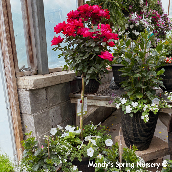 Red Double Knock Out Rose Tree-Form | Rosa