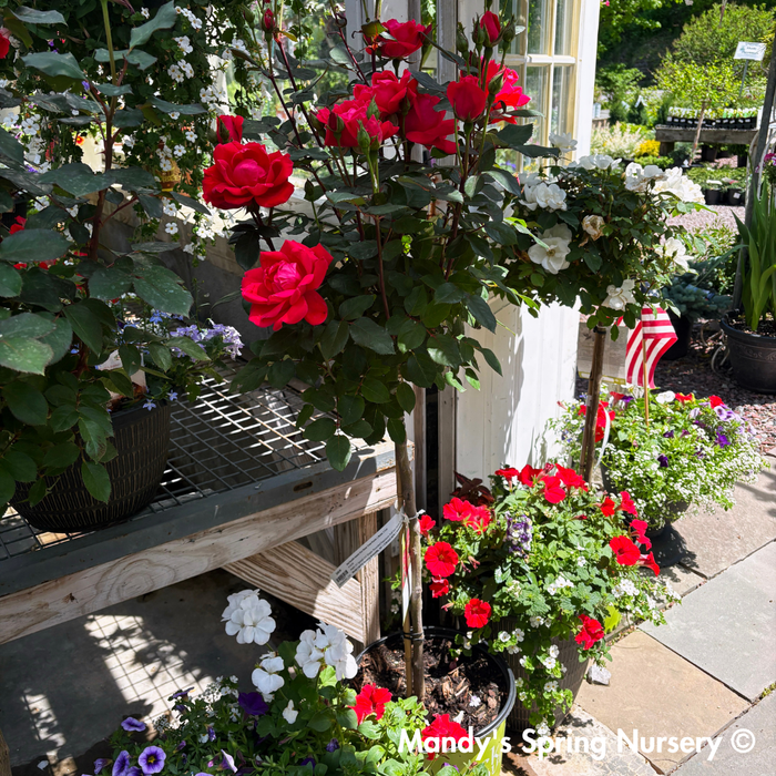 Red Double Knock Out Rose Tree-Form | Rosa