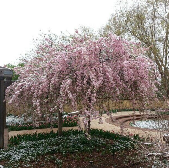 Red Jade Crabapple | Malus 'Red Jade'