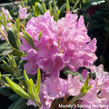 Roseum Pink Rhododendron | Rhododendron 'Roseum Pink'