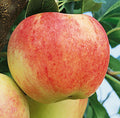 Royal Gala Apple | Malus