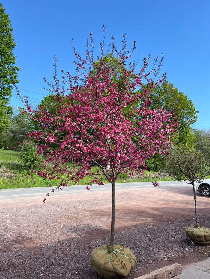Royal Raindrops Crabapple | Malus transitoria 'JFS-KW5'