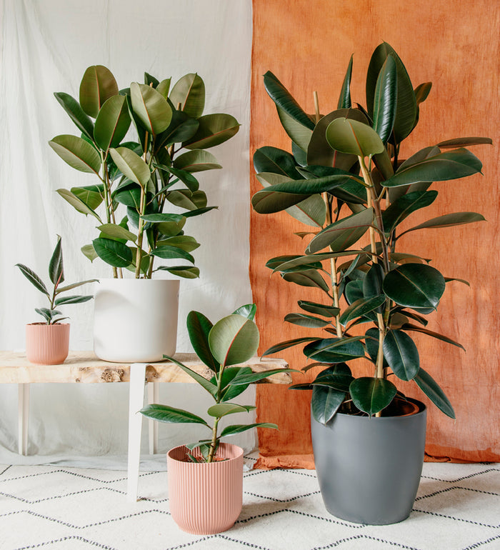 Rubber Plant