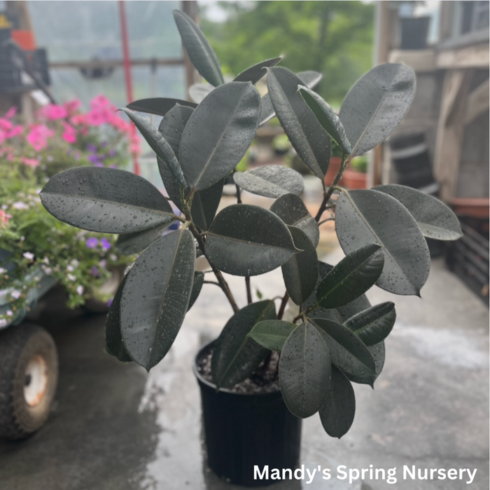 Rubber Tree | Ficus elastica