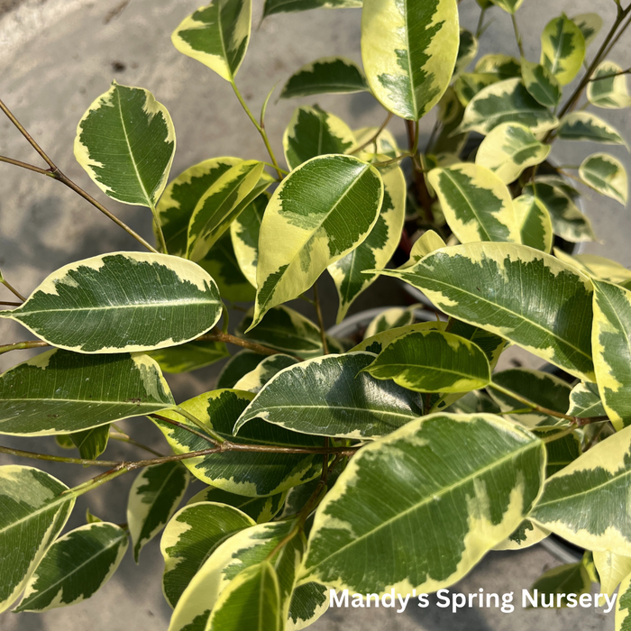 Samantha Weeping Fig | Ficus benjamina 'Samantha'