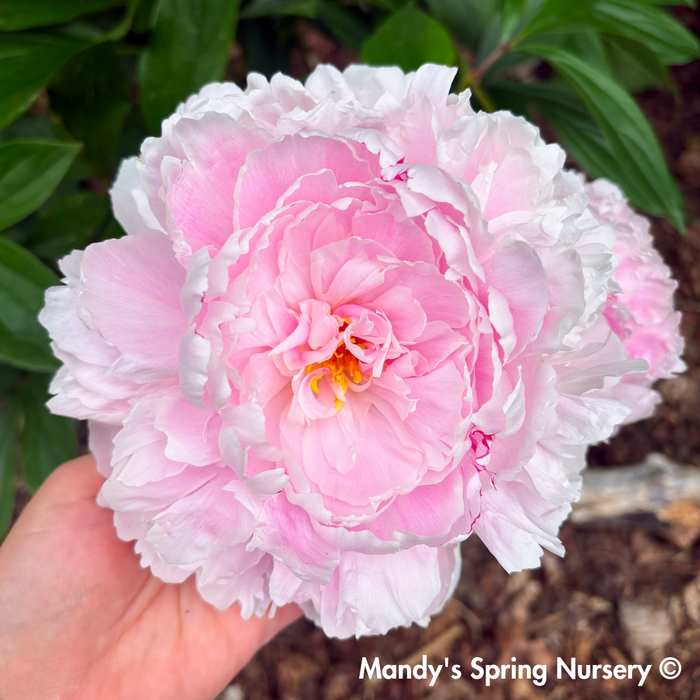 Sarah Bernhardt Peony | Paeonia