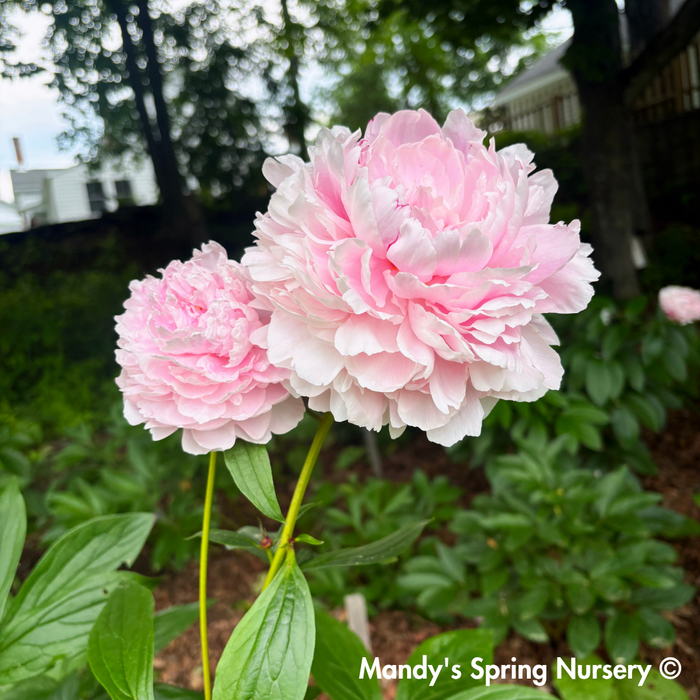 Sarah Bernhardt Peony | Paeonia
