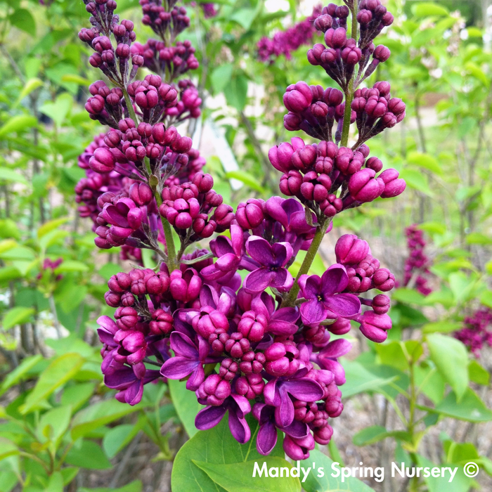 Sarah Sands Lilac | Syringa vulgaris