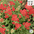 'Sassy Summer Sangria' Yarrow | Achillea hybrid