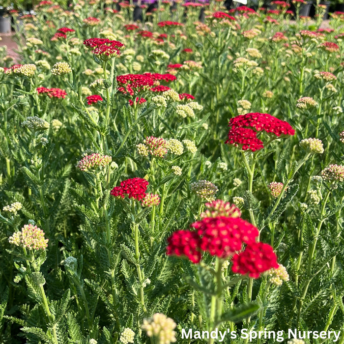 'Sassy Summer Sangria' Yarrow | Achillea hybrid
