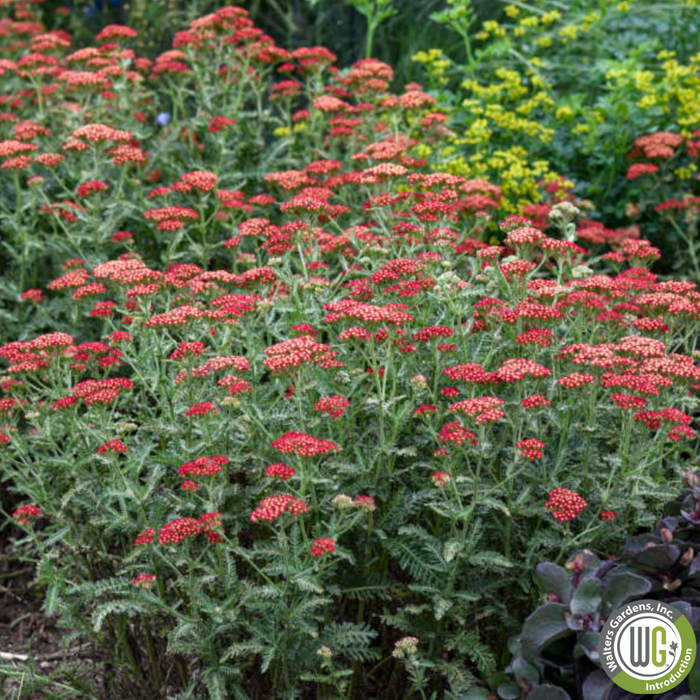 'Sassy Summer Sangria' Yarrow | Achillea hybrid