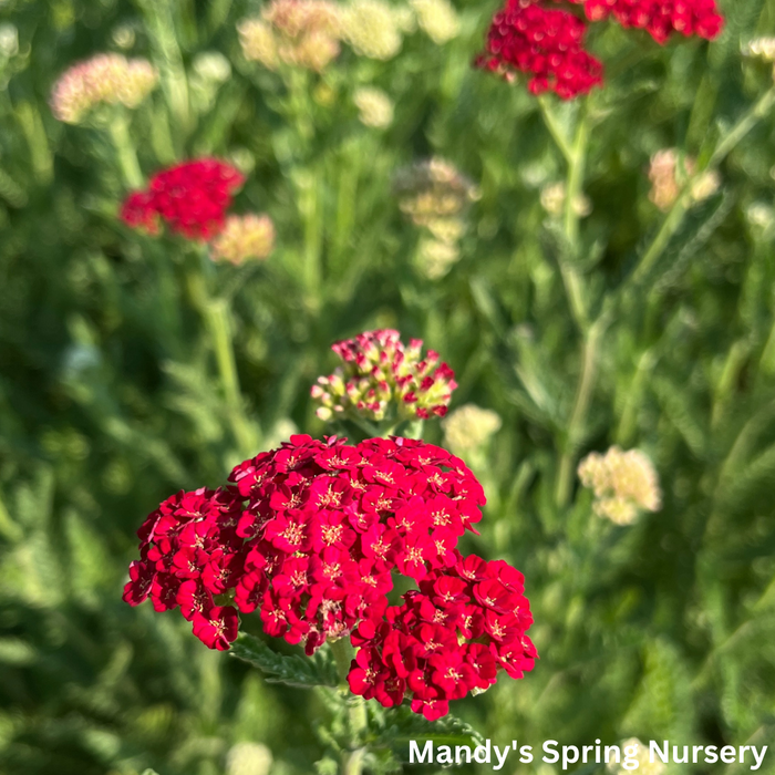 'Sassy Summer Sangria' Yarrow | Achillea hybrid