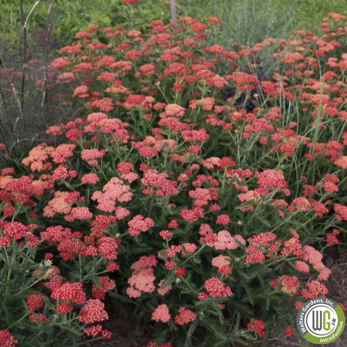 'Sassy Summer Sangria' Yarrow | Achillea hybrid